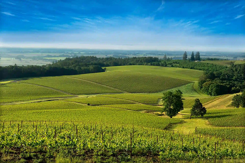 McMinnville landscape
